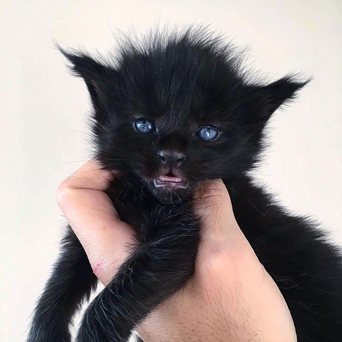 Gatito Maine Coon negro con ojos azules