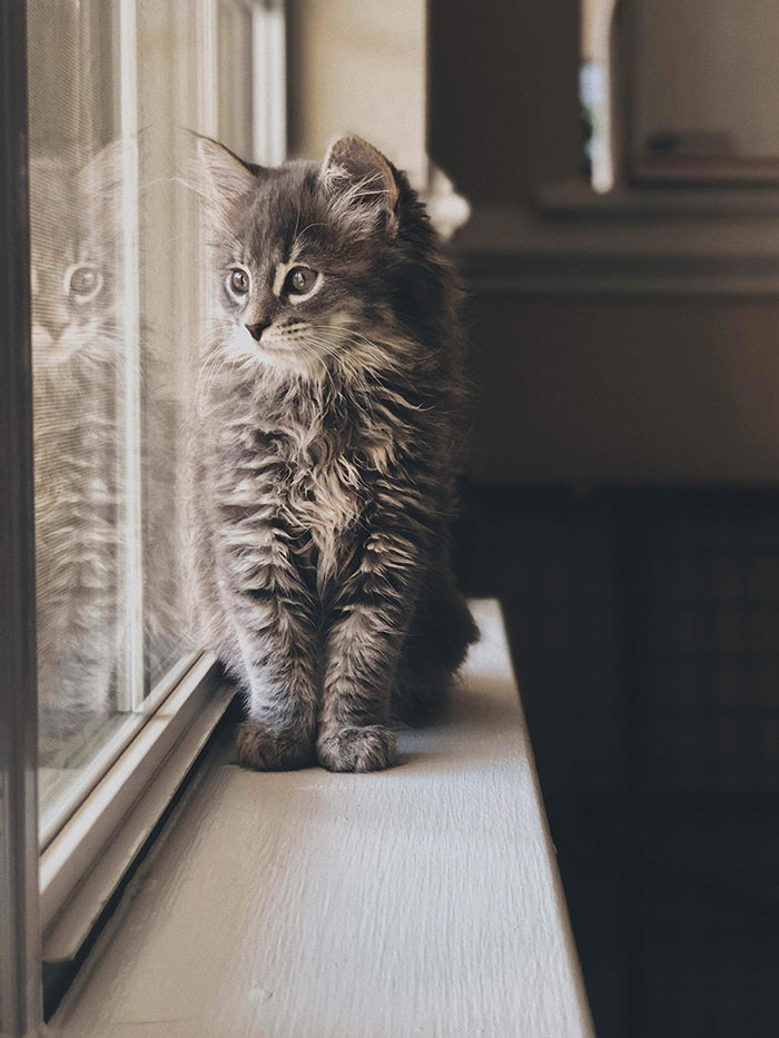 Gatito Maine Coon mirando por la ventana