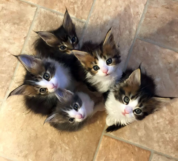 Cinco gatitos Maine Coon