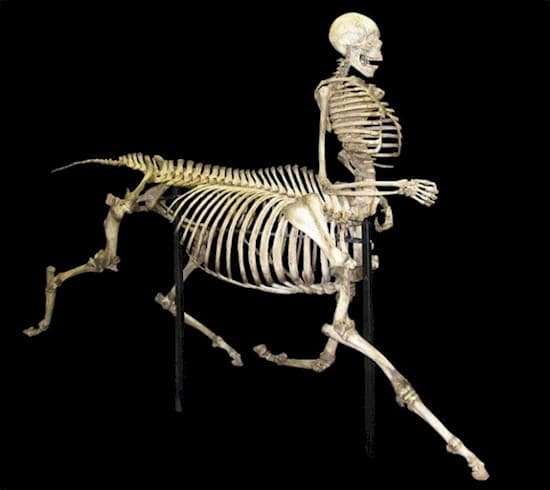 esqueleto de centauro