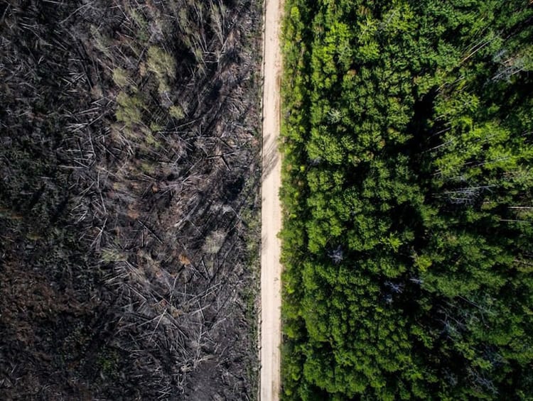 fotos del bosque-incendio-parada-en-la-carretera-increíbles-fotos-reales