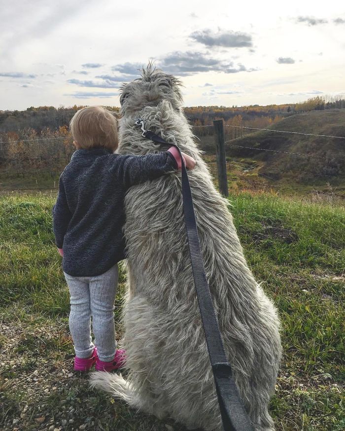 Adorables grandes perros lobo irlandeses con un niño