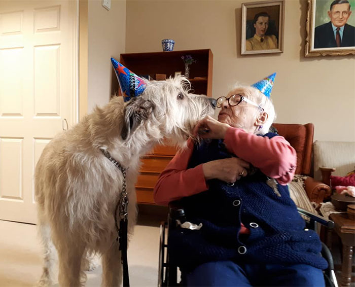 adorable beso de cumpleaños de gran perro lobo irlandés