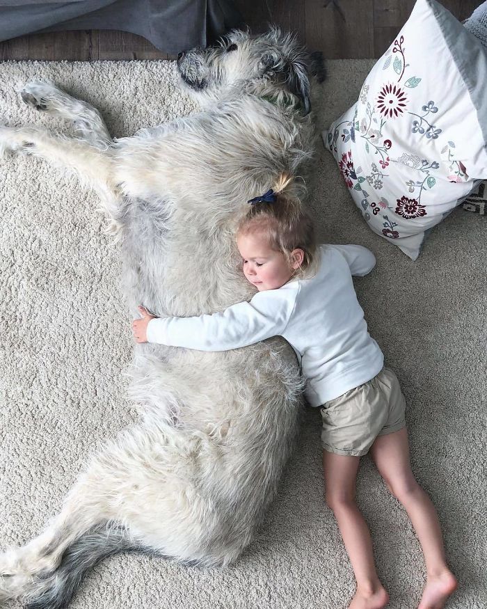 Adorables grandes perros lobo irlandeses durmiendo con el bebé