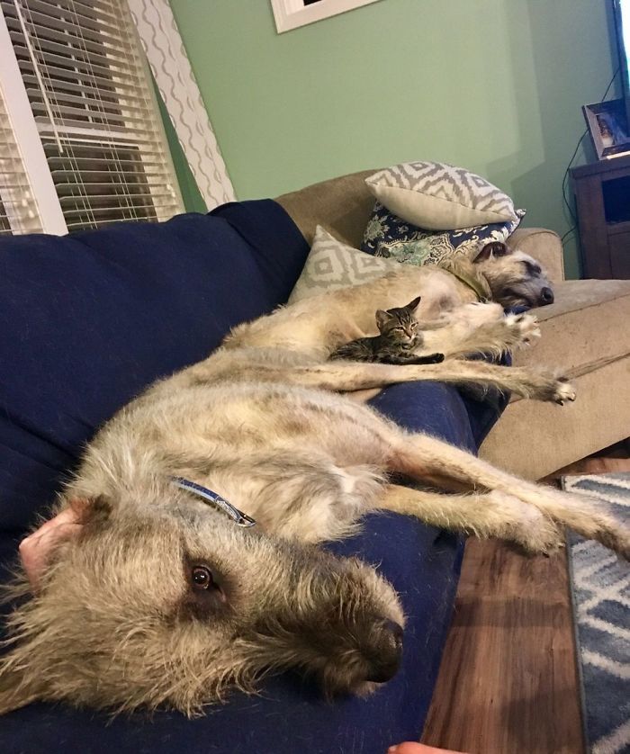 Adorables grandes perros irlandeses durmiendo con un gato
