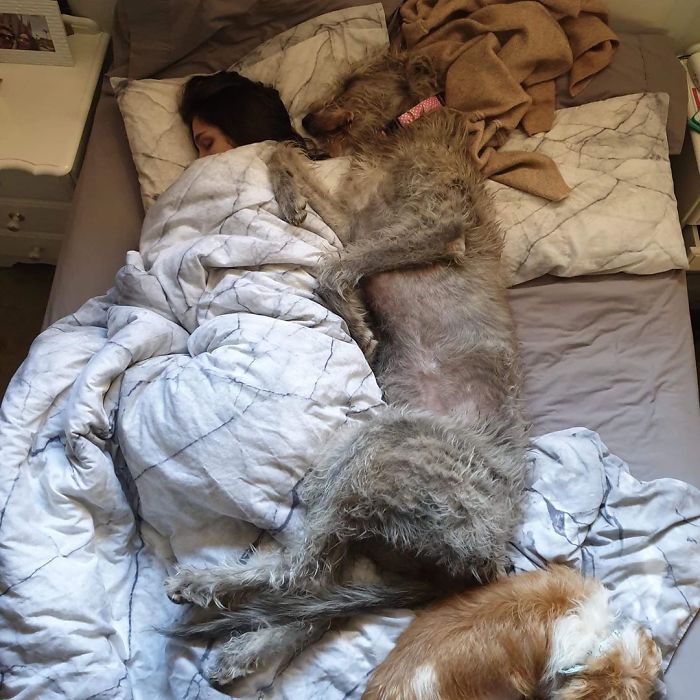 Adorables grandes perros irlandeses durmiendo en la cama