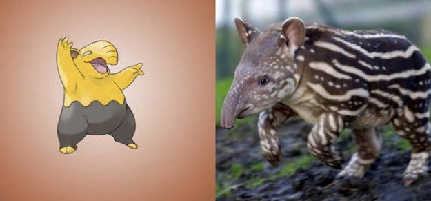 tapir tapowe malayo