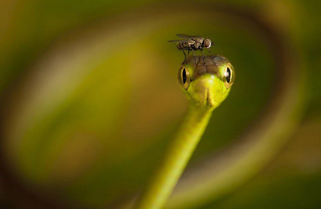 una serpiente verde con una mosca en la cabeza 