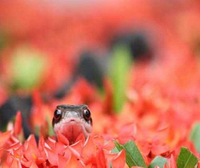 cabeza de serpiente que sobresale de flores rojas 
