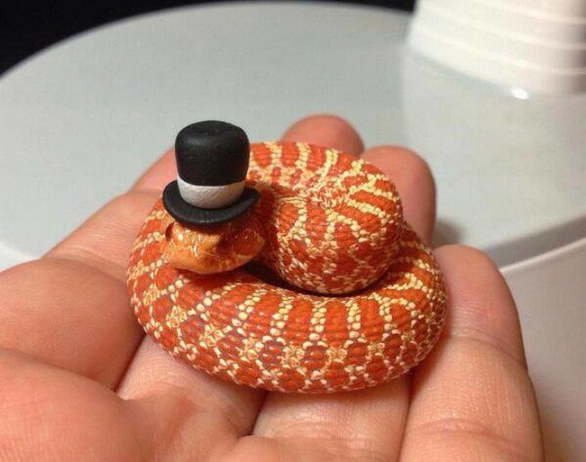 serpiente naranja con mini sombrero superior 