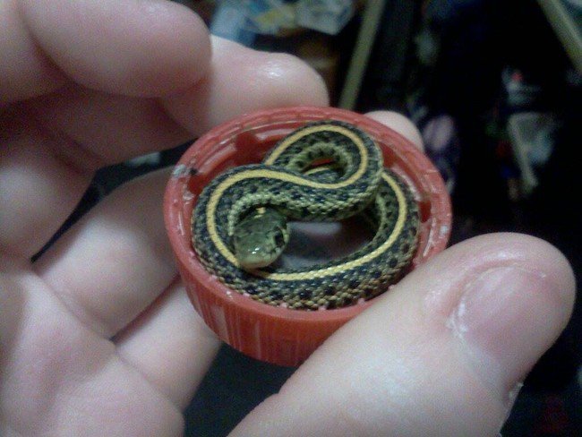 serpiente acurrucada en una tapa de botella roja 