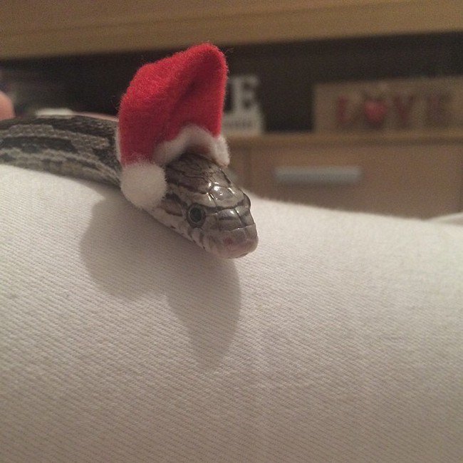 serpiente con un gorro de Papá Noel 