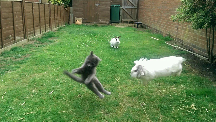gatito de la guerra del césped vs conejos
