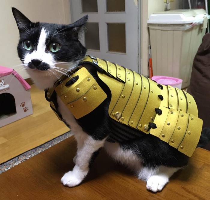 Samurai Armor for Cats Cats Armadura dorada para gatos
