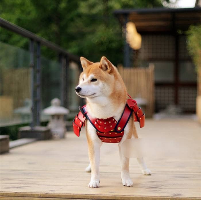armadura samurái para perros perros modelo