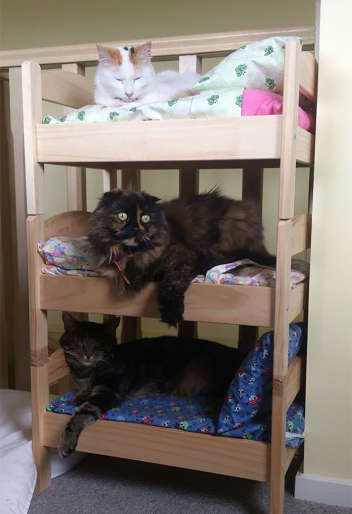 camas de muñecas convertidas en literas para gatos