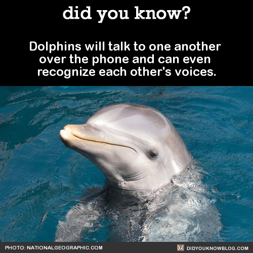 delfines en el agua con la verdad sobre la naturaleza.