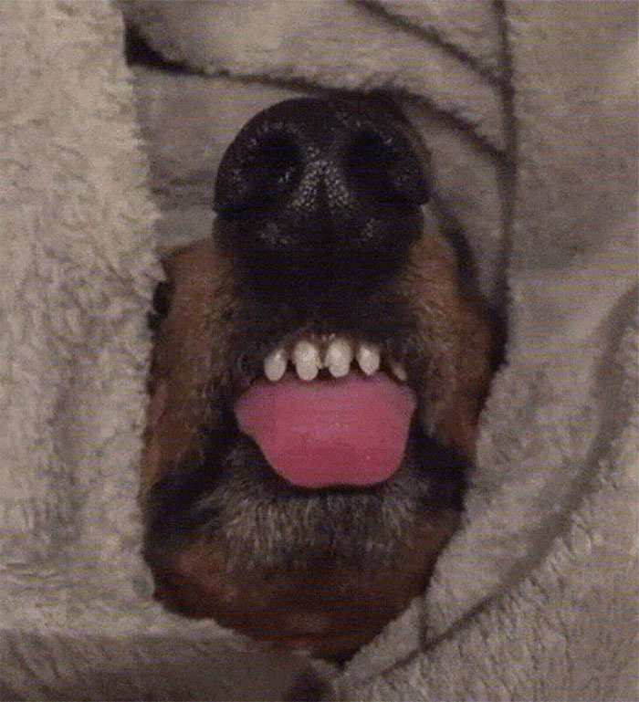lengua tonta fotos caninas