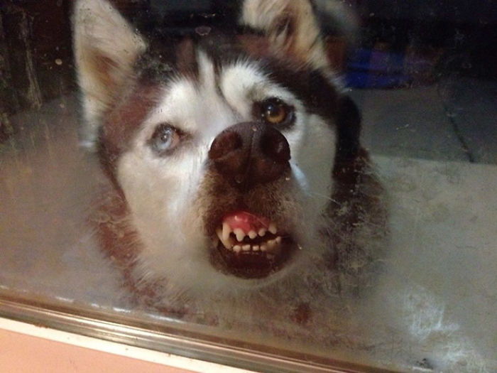 boca de dientes de perro gracioso contra el cristal