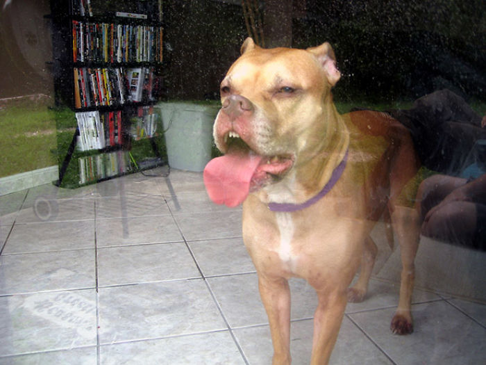 fotos caninas de lengua larga tonta