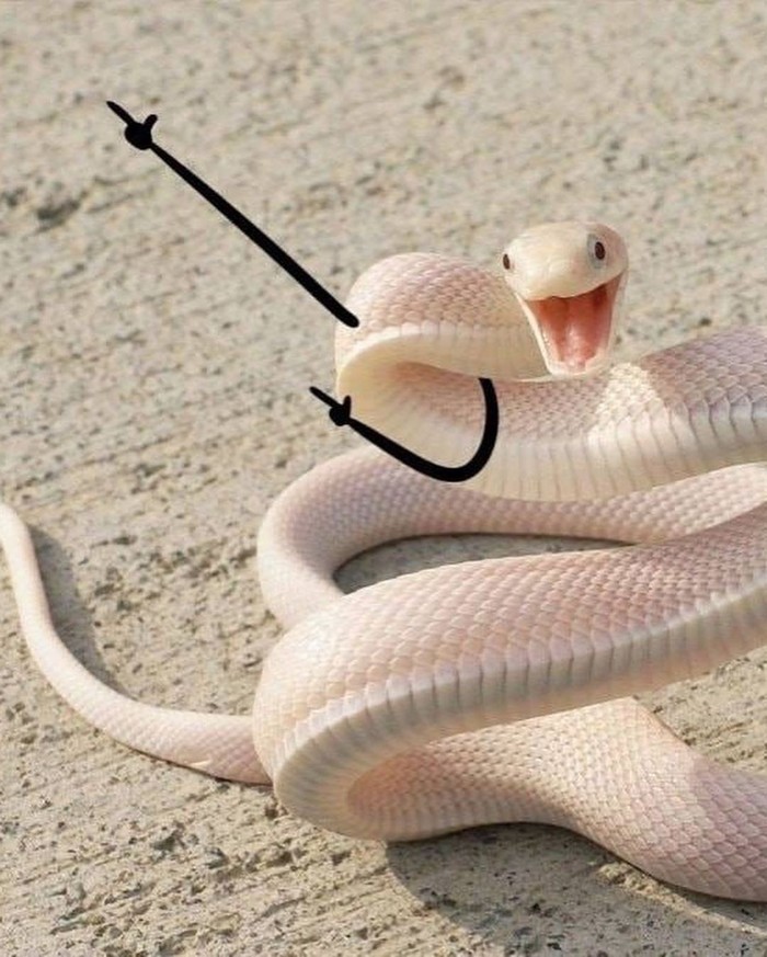 hey serpientes doodle fotos hey gurl