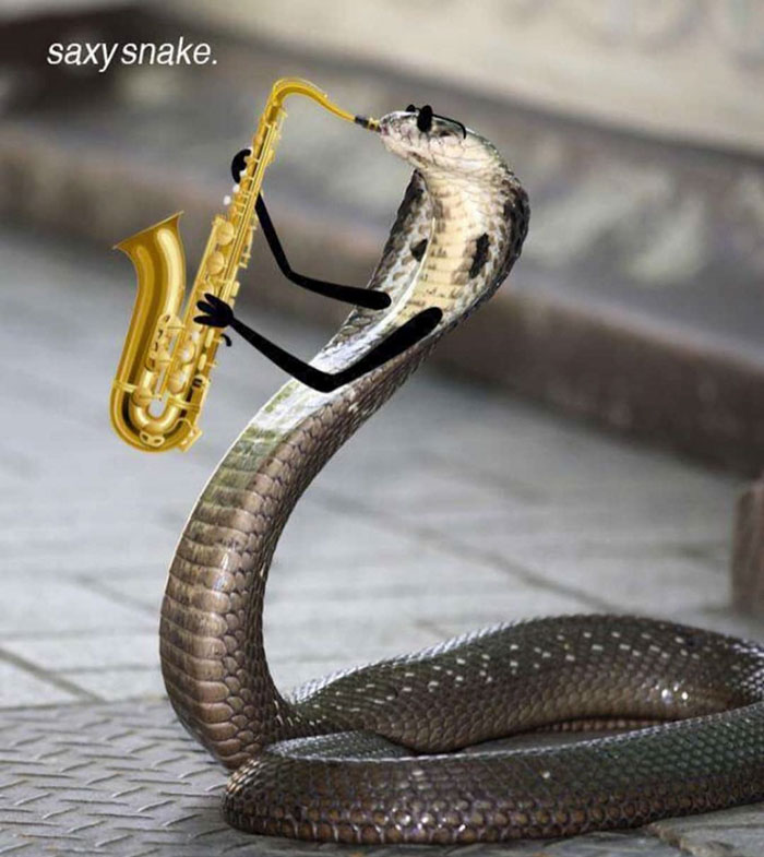 divertidas serpientes fotos doodle jazz