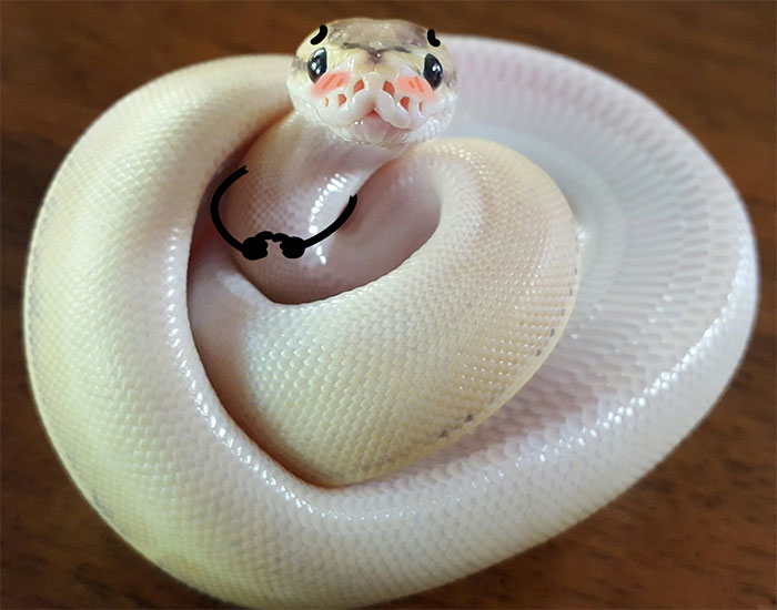 serpientes divertidas tímidas fotos de garabatos