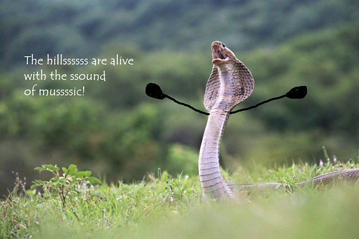 serpientes divertidas fotos garabatos cantando