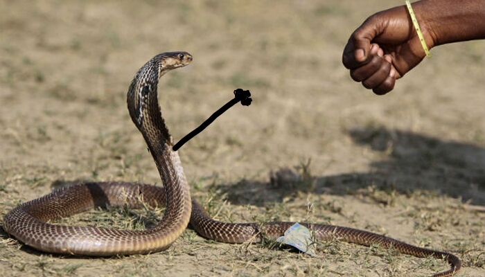 fotos de serpientes divertidas golpe golpe de puño