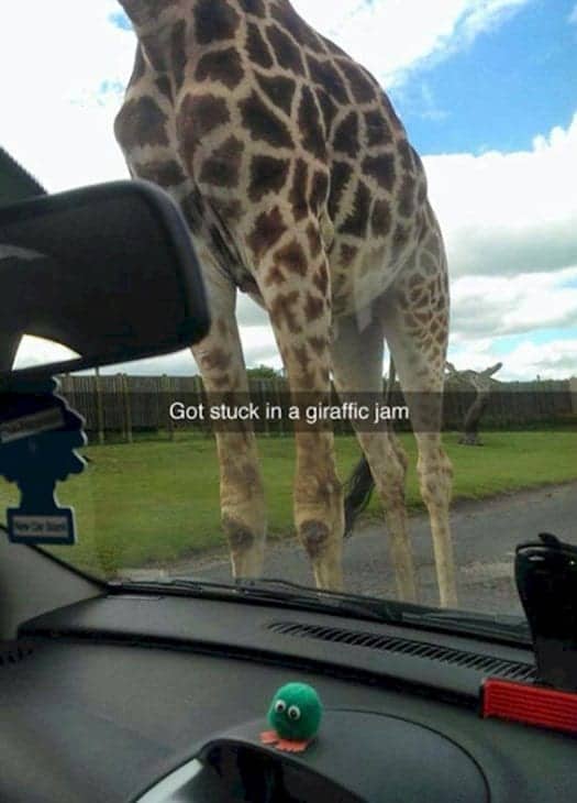 snapchat-giraffic