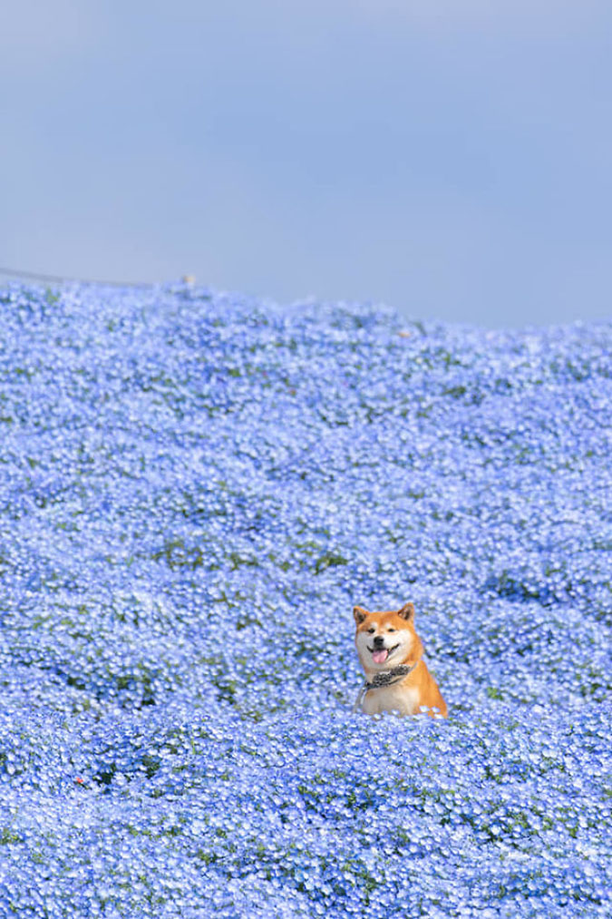 El shiba inu saca la lengua mientras está en un mar de flores azules.