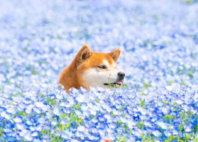 Hachi saca el shiba inu con la punta de la lengua mientras camina por un campo de flores azules.