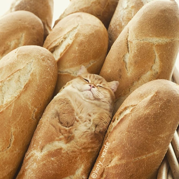 fotocopiado gato caras pan pan koty vezde