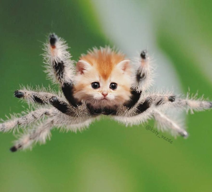 cara de gato con photoshop araña koty vezde
