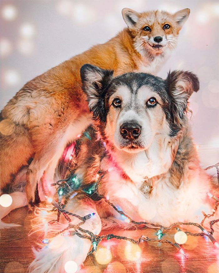 perro y zorro jugando con luces navideñas
