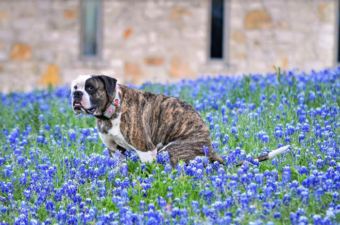 Caca de pitbull en un campo de flores azules