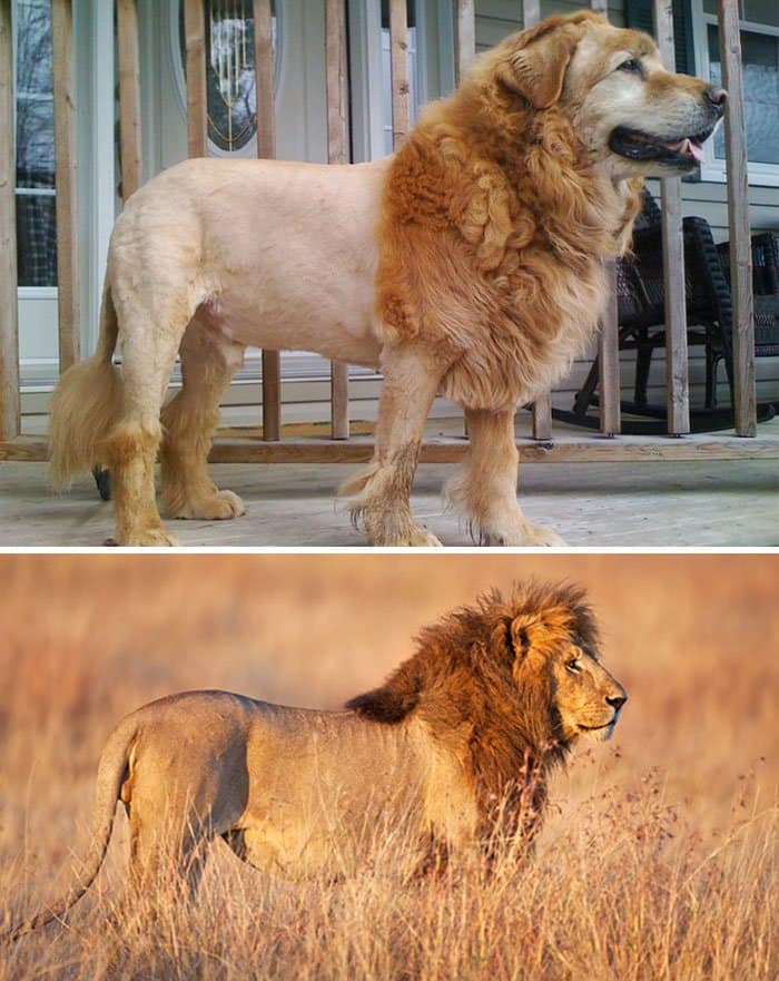 un perro parece un león