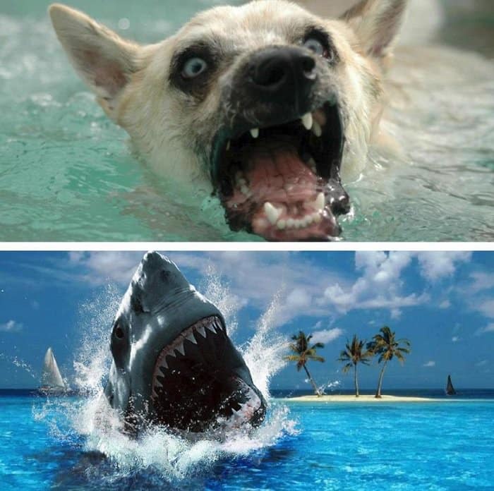 perro tiburón