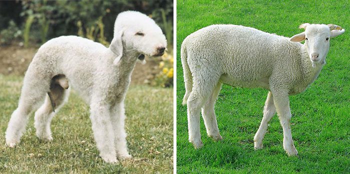 un perro parece una oveja