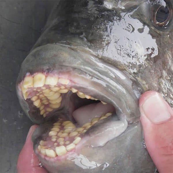 Imágenes terribles de peces de la naturaleza con dientes humanos