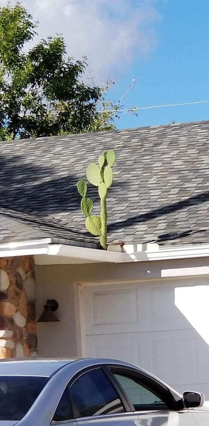 cactus en el techo reclamando la naturaleza
