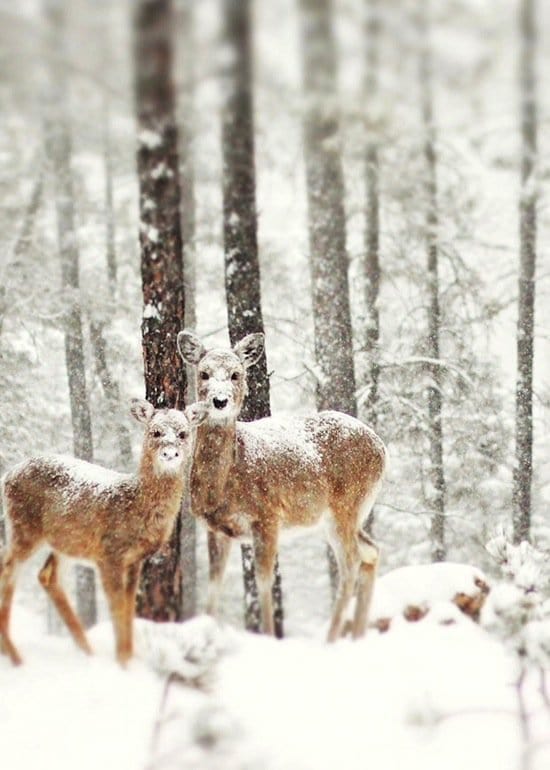 animales de nieve