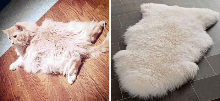 alfombra con aspecto de gato