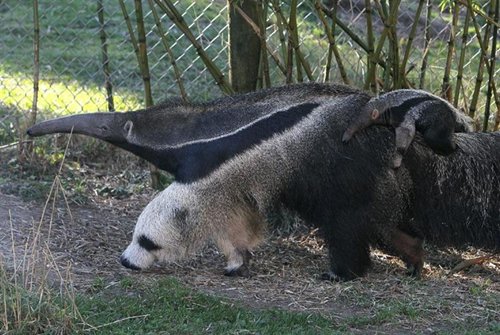 devorador anti-panda