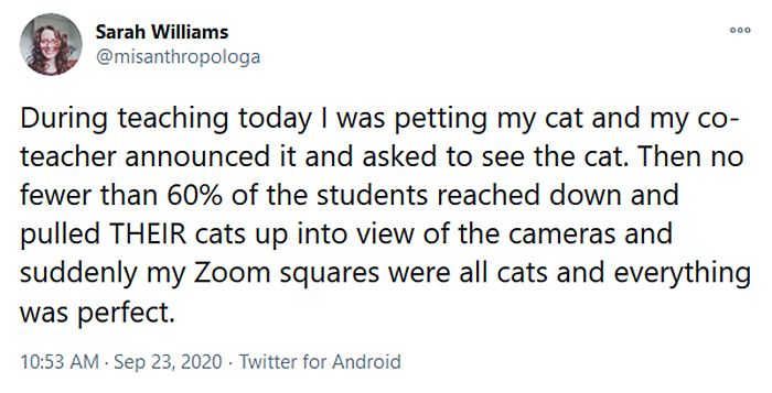zoom onlice clase gatos