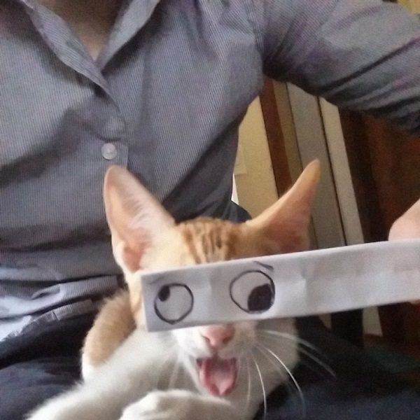 gato de ojos enojados