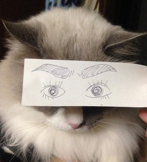 gato de ojos humanos