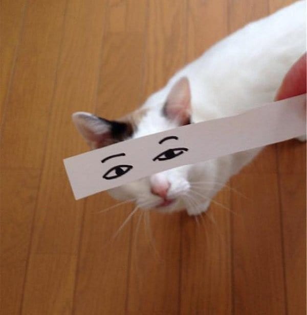 gato con ojos dibujados