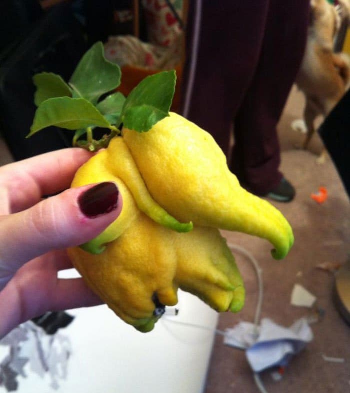 fruta-verdura-de-forma-irregular-elefante-limón