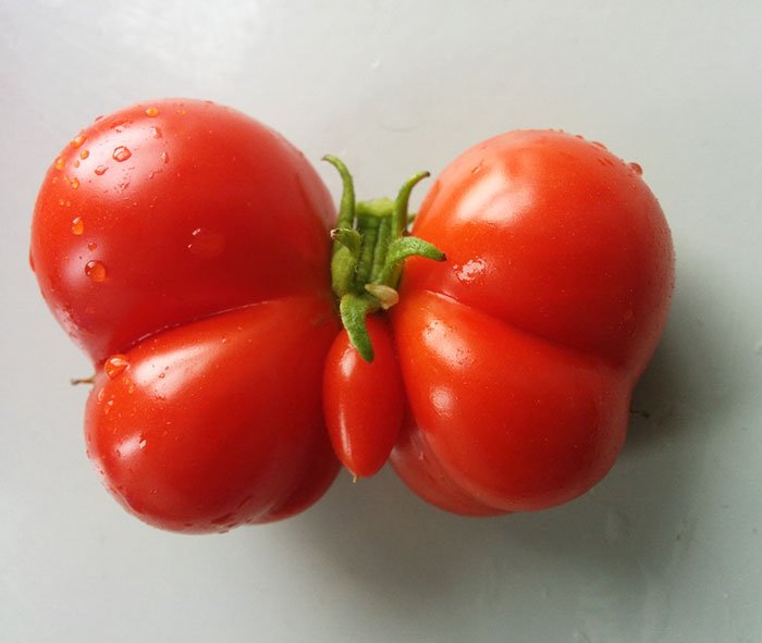 tomate-mariposa-fruta-vegetal-de-forma-impar
